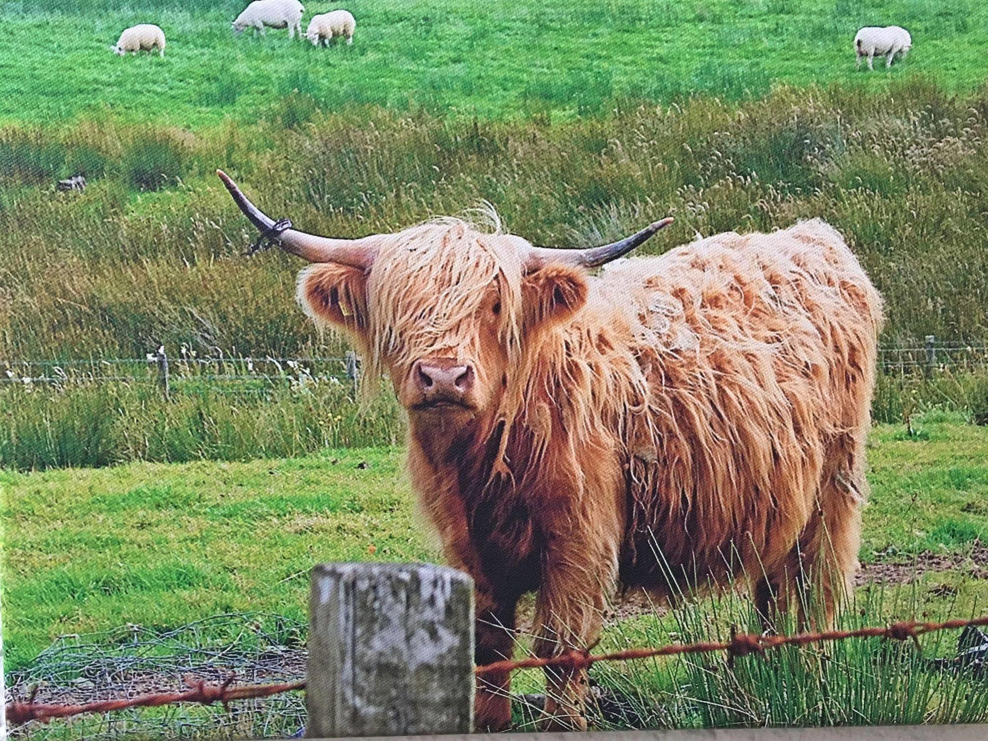 Scottish Highlander Guesthouse Mauth Extérieur photo